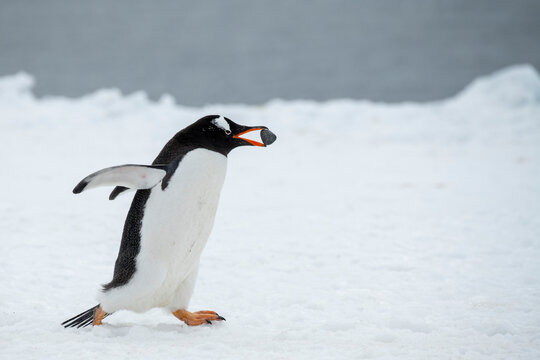 Antarctica, Brown Bluff. Gentoo penguin with nesting stone, courtship behavior.