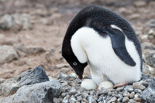 Southern Ocean, Antarctica. Adelie penguin moving its eggs around in the nest.
