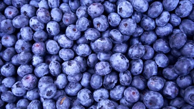 Lots of Fresh Delicious Blueberries. Texture close-up view of fresh blueberries. Vegan and vegetarian concept. Texture of blueberry berries. 