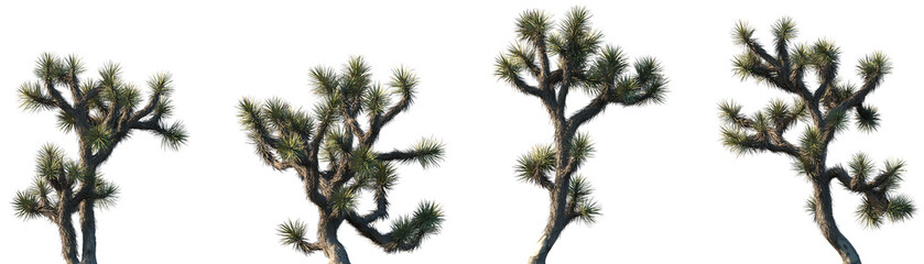 Set of Yucca brevifolia (also known as the Joshua tree, yucca palm, tree yucca, and palm tree yucca) in sunny daylight frontal isolated png on a transparent background perfectly cutout © Viktoria