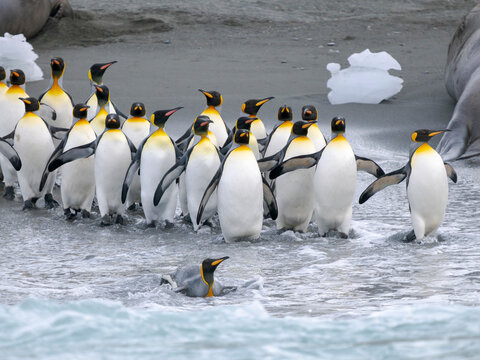 King penguin on a beach. Antarctica, South Georgia, Cooper Bay