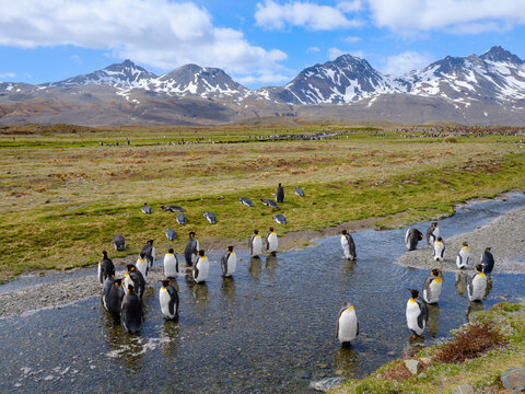 King penguin colony in Fortuna Bay on the island of South Georgia in the South Atlantic.