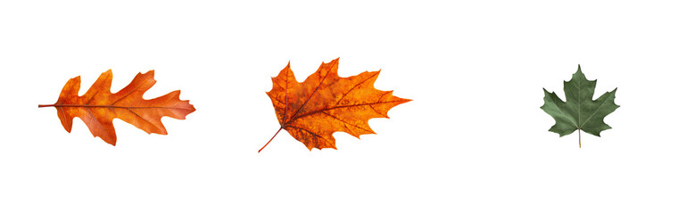 Fototapeta premium Autumn leaf arrangement on black background, colorful leaves, cut out transparent