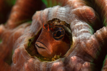 Pictus blenny (Ecsenius pictus). Underwater macro photography from Anilao, Philippines