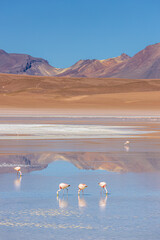 Bolivian Altiplano Lagoon