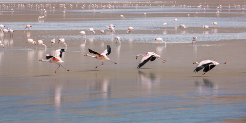 Bolivian Altiplano Lagoon