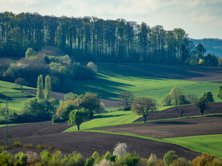 Baumgrundstück im Frühjahr
