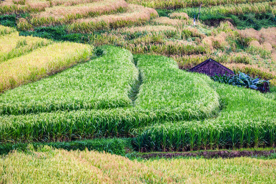 Jatiluwih Rice Terrace is a UNESCO Site, located in the Tabanan Regency of Bali, Indonesia.