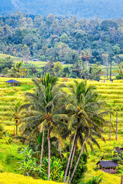Jatiluwih Rice Terrace is a UNESCO Site, located in the Tabanan Regency of Bali, Indonesia.