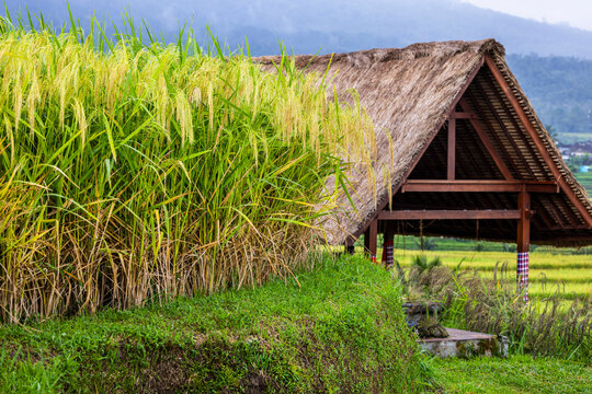 Jatiluwih Rice Terrace is a stunning UNESCO Site, located in the Tabanan Regency of Bali, Indonesia