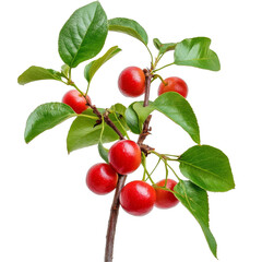 Obraz premium Barbados cherry cluster on branch showcasing ripe fruits in natural sunlight, Barbados cherry, Malpighia emarginata, Family Malpighiaceae on transparent background