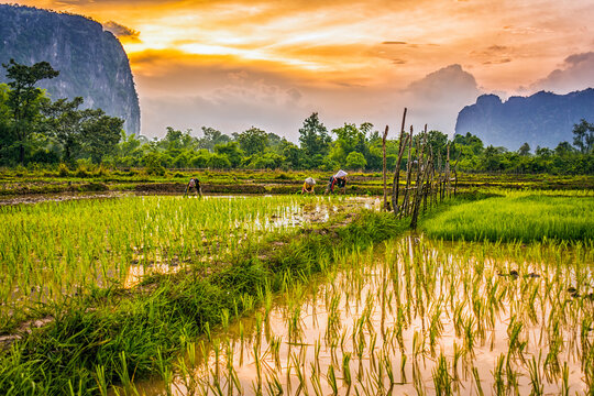 Rice paddies, Laos. Landscape portrait of villagers working at sunset in the rice paddies.