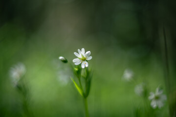 Little white flower Stellaria holostea on a green background. , shallow depth of field vintage lens rendering
