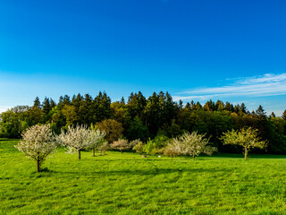 Baumgrundstück im Frühjahr