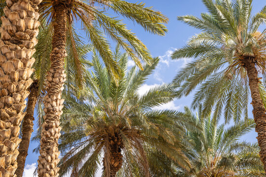 Saudi Arabia, Tabuk Province, Tayma. Date palms against a blue sky at a desert oasis.