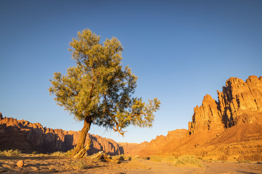 Saudi Arabia, Tabuk, Al-Disah. Desert Prince Mohammed bin Salman Natural Reserve.