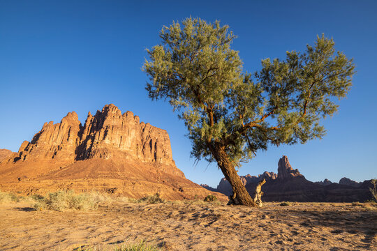 Saudi Arabia, Tabuk, Al-Disah. Desert Prince Mohammed bin Salman Natural Reserve.