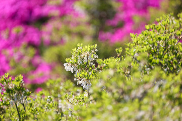 満開のドウダンツツジ