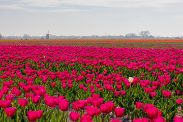 Selective focus rows of multicolor flowers field with blurred windmills as background, Tulips from a genus of spring-blooming perennial herbaceous bulbiferous geophytes, Tulip festival in Netherlands.