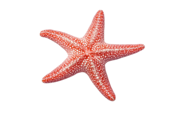 Red starfish with white spots on its body, isolated