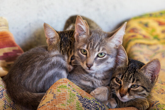 Three kittens snuggled up together.