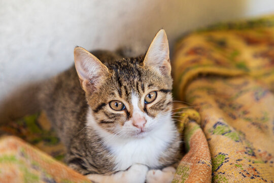 Portrait of a kitten.