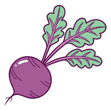 recommend clip art: Fresh Purple Beetroot with Green Leaves: Healthy Root Vegetable.