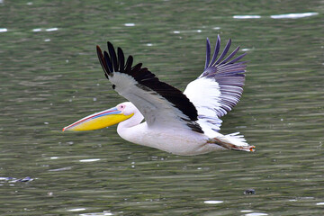 The great white pelican
