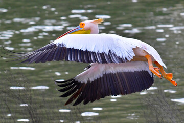 The great white pelican
