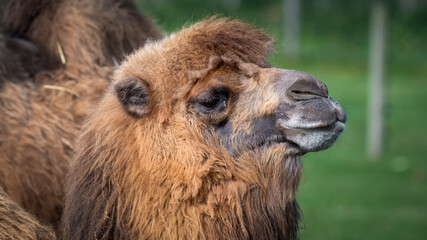 Obraz premium Close-up Bactrian Camel