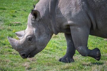 Obraz premium Adult Male Black Rhinoceros Walking on Grass