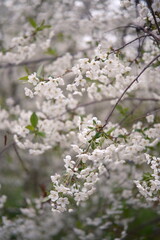 Japanese white sakura flowers on a branch, buds are cherry blooming