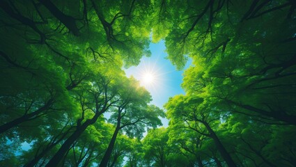 Fototapeta premium Forest in Spring from Above