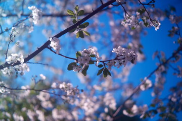 White flowers of a spring cherry blossom on a cherry tree close up, copy space.  blossoming of white petals of a cherry flower, blue sky