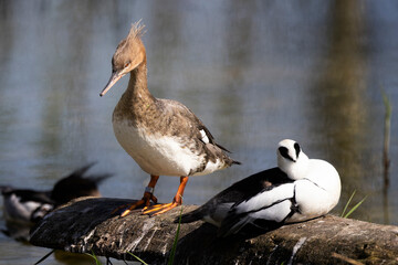 Close up of a female red brested merganser standing on log at waters edge in Gloucestershire, UK on 11 April 2025