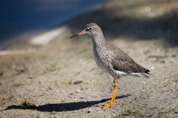 Close up of a black tailed godwit on the shoreside in Gloucestershire, UK on 11 April 2025