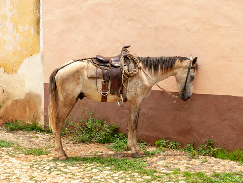 Trinidad, Cuba. An old horse in the streets of Trinidad.