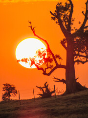 silhouette of a tree