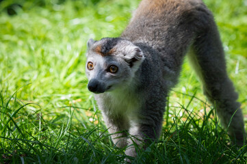 Female Crowned Lemur Walking on Grass