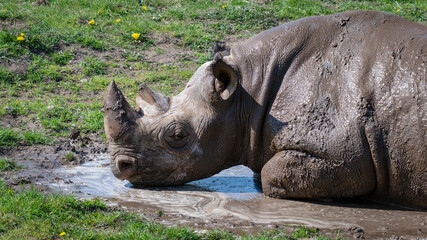Adult Male Black Rhinoceros Enjoying a Mud Bath