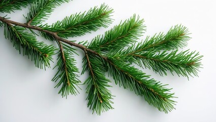 Obraz premium Christmas Tree Branch. Green needle-covered branch. Isolated on white backdrop. Close-up top perspective.