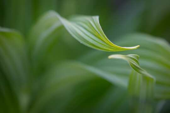 Canada, British Columbia, Selkirk Mountains. False hellebore leaves close-up.