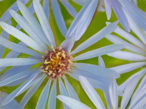 Canada, British Columbia. Painterly close-up of light blue wildflowers.