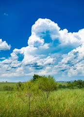 green field and blue sky