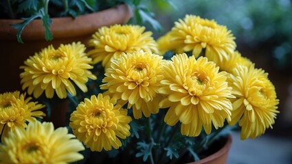 Obraz premium Decorative garden with blooming yellow marigold flowers