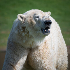 Fototapeta premium Adult Male Polar Bear Close-up