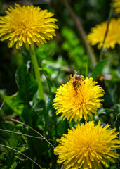 Bee Covered in Pollen on a Dandelion