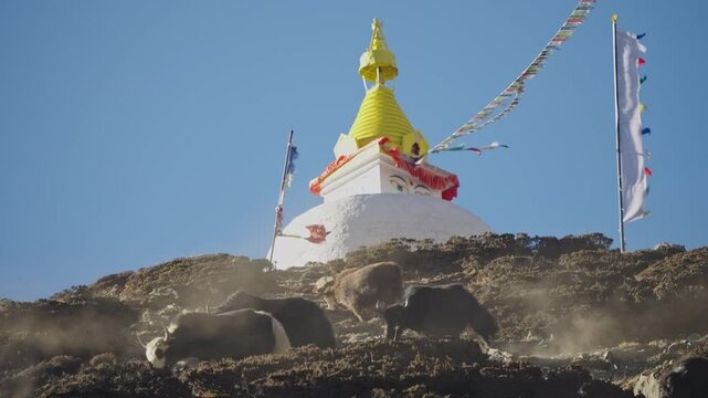 Himalayan mountainside revealing yak herding near Buddhist Chorten Stupa in Dingboche, multicolored prayer flags fluttering against serene Nepalese pastoral terrain