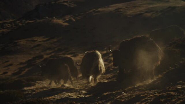 Himalayan yak herd walking dusty mountain trail, revealing rugged terrain and pastoral nomadic life in remote Nepalese wilderness in Dingboche