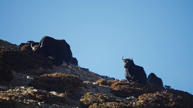 Mountain slopes in Dingboche, Nepal featuring grazing yaks, surrounded by tranquil alpine scenery with expansive sky backdrop